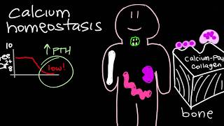 Calcium Homeostasis and Parathyroid Hormone  PTH [upl. by Issac]