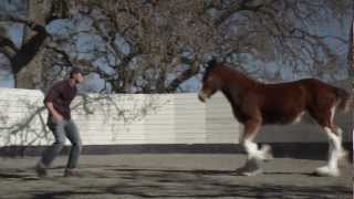 HD Clydesdales 2013 Budweiser Super Bowl Ad — Extended Version of quotBrotherhoodquot [upl. by Irolav]