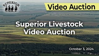 Superior Livestock Auction  Video Auction [upl. by Aicilyt]