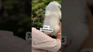 Super quality Germen Spitz puppies for sale in Delhi ncr puppyshop puppygram puppyspot puppylife [upl. by Remle944]