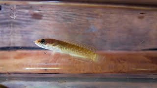 Teaching my baby Snakehead to jump Channa striata [upl. by Nageem]