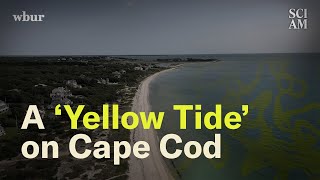 Cape Cod Has a Big Problem Simmering Just Below Its Surface [upl. by Rock735]