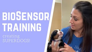 BIOSENSOR TRAINING the puppies [upl. by Nahn]