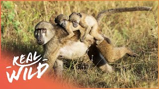 Baboon Royal Baby Gets Kidnapped  Valley Of The Golden Baboons [upl. by Ynoffit]