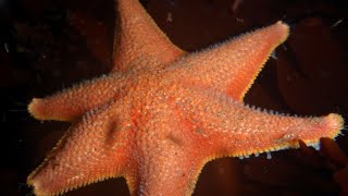 Academy Science The Solstice Sea Star Search  Academy Members Program [upl. by Htebilil]