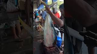 Huge Tuna fish cutting fishcutting tuna shorts [upl. by Nylahs]