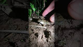 funny frog moments  catching frog at night funny  catch frog prank funny short [upl. by Durtschi]