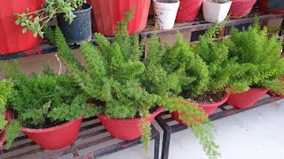 How to Grow and Care Foxtail Fern Plant  Fun Gardening [upl. by Ely242]