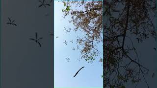 quotHelicopterquot Seeds Falling Off a Sal Tree shorea amazing [upl. by Lenette290]