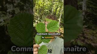 Comment reconnaître le noisetier 🌳noisetier arbres forêt naturecomestible plantessauvages [upl. by Divd]