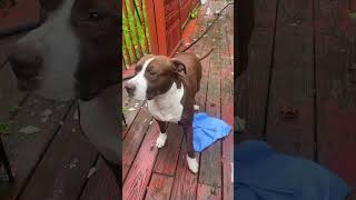 Deerskin pet towel and a pit bull [upl. by Early]