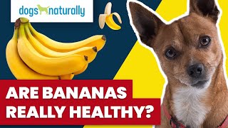 Are Bananas Really Healthy For Dogs [upl. by Adiuqram]