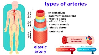 The Circulatory System Part 2 Blood Vessels [upl. by Drawdesemaj493]