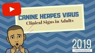 Canine Herpes Virus  Clinical Signs in the Adults 2019 [upl. by Ocer1]