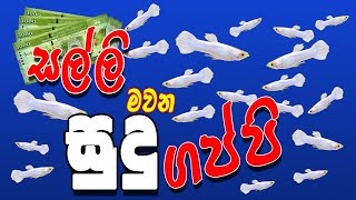 Guppy fish care sinhala Sudu guppy Guppy Sinhala [upl. by Zeph]