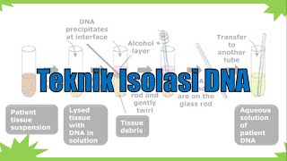 Teknik Isolasi DNA [upl. by Ecilayram759]