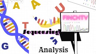 A brief guide of chromatogram analysis with FinchTV [upl. by Onaicul200]