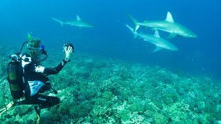 Ive never seen this many sharks Sailing Vessel Delos Ep 135 [upl. by Namrak]