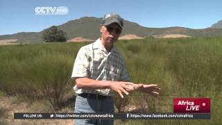 Chinese farmer reaps big from growing olives in South Africa [upl. by Zeret]