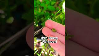 Seed Saving Series Chickweed seedsaving chickweed [upl. by Alyakim]