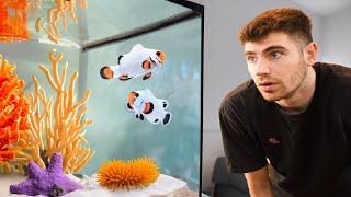 AMAZING Saltwater Fish Room Tour [upl. by Curtis386]