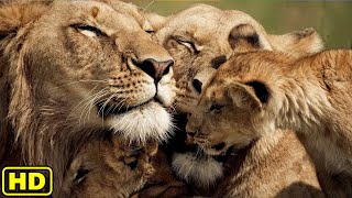 Lion Documentary  King Lion of LUANGWA VALLEY  Nat Geo Wild Documentary [upl. by Nodnarg905]