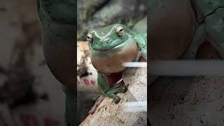 Australian Whites Tree Frog aka Dumpy calling Is it what you thought it would sound like [upl. by Ginny870]