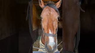 The Great Chain following his first Saratoga breeze [upl. by Adalia]