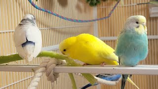 10 Hr Happy Singing amp Eating Parakeet Budgies Birds Reduce Stress of Lonely Quiet Birds [upl. by Mcnully]