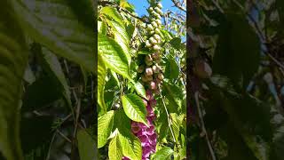 Digitalis Purpurea flowers short 🌺 [upl. by Charlene]