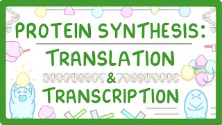 How are Proteins Made  Transcription and Translation Explained 66 [upl. by Llesirg45]