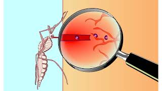 Apicomplexan life cycle Animation [upl. by Dodd]