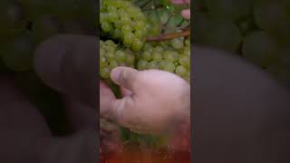 Harvesting Grapes in the USA – A Day with American Farmers [upl. by Llehctim973]