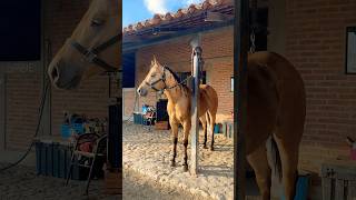 ❤️‍🔥☺️mexico horse rancho rodeo cavalo western aqha foryou fypp parati viralshort [upl. by Karim]