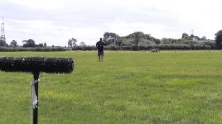 Training my tiercel peregrine [upl. by Oznerol]