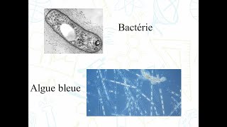 10 LADN la Clé de la Prolifération des Bactéries et des Algues Bleues [upl. by Ecyac807]