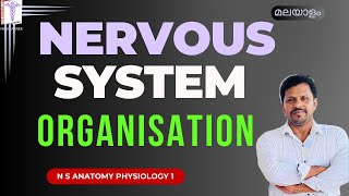 Nervous System Anatomy Physiology Malayalam Nervous system Organisation Malayalam [upl. by Bezanson]