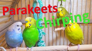 Nature Parakeets Singing playing and chirping This video help lonely bird chirp shorts [upl. by Alolomo874]