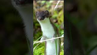 Inquisitive Stoat [upl. by Olav]