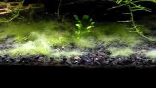 Battling The Cladophora Algae My Journey [upl. by Roderick]