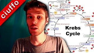 Ciclo di Krebs e Fosforilazione Ossidativa [upl. by Nitsuga]