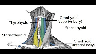 Two Minutes of Anatomy Infrahyoid Muscles [upl. by Sandstrom]