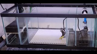 20 Gallon Aquarium Sump  DIY project amp build [upl. by Arihsan]