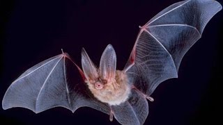 Secrets and Mysteries of Bats  Nature Documentary [upl. by Elrae269]