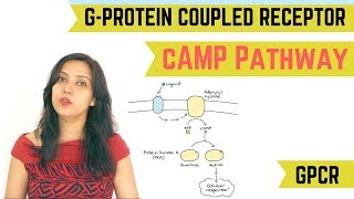 cAMP PATHWAY  GPROTEIN COUPLED RECEPTOR GPCR [upl. by Ajile]