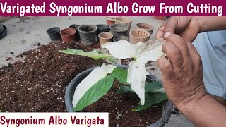 Varigated Syngonium Albo Plant Grow From Cutting👏Varigated Syngonium👏Varigated Syngonium Albo Care👏 [upl. by Olracnaig]