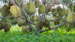 How to Grow Durian Tree After Grafted  Durian Tree Cultivation Technique to Fast Harvest [upl. by Ralyks]