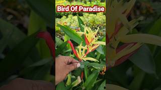 Bird Of Paradise Plant👏Rare Bird Of Paradise👍6395718803👏shorts youtubeshorts short [upl. by Esya877]