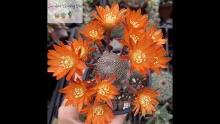 Rebutia Heliosa Quick Overview amp Care Tips [upl. by Luebke]