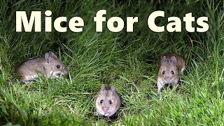 Mice Video and Sounds for Cats  Mouse Noises at Night Only Cats Hear 🐭 8 HOURS 🐭 [upl. by Polik]